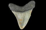 Fossil Megalodon Tooth - North Carolina #109044-2